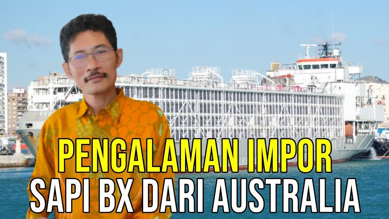 
                                 Cara-Impor-Sapi-BX-Dari-Australia
